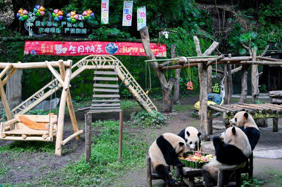 卫龙为终身认养熊猫兄弟庆生_积极推动大熊猫保护公益事业发展 图1
