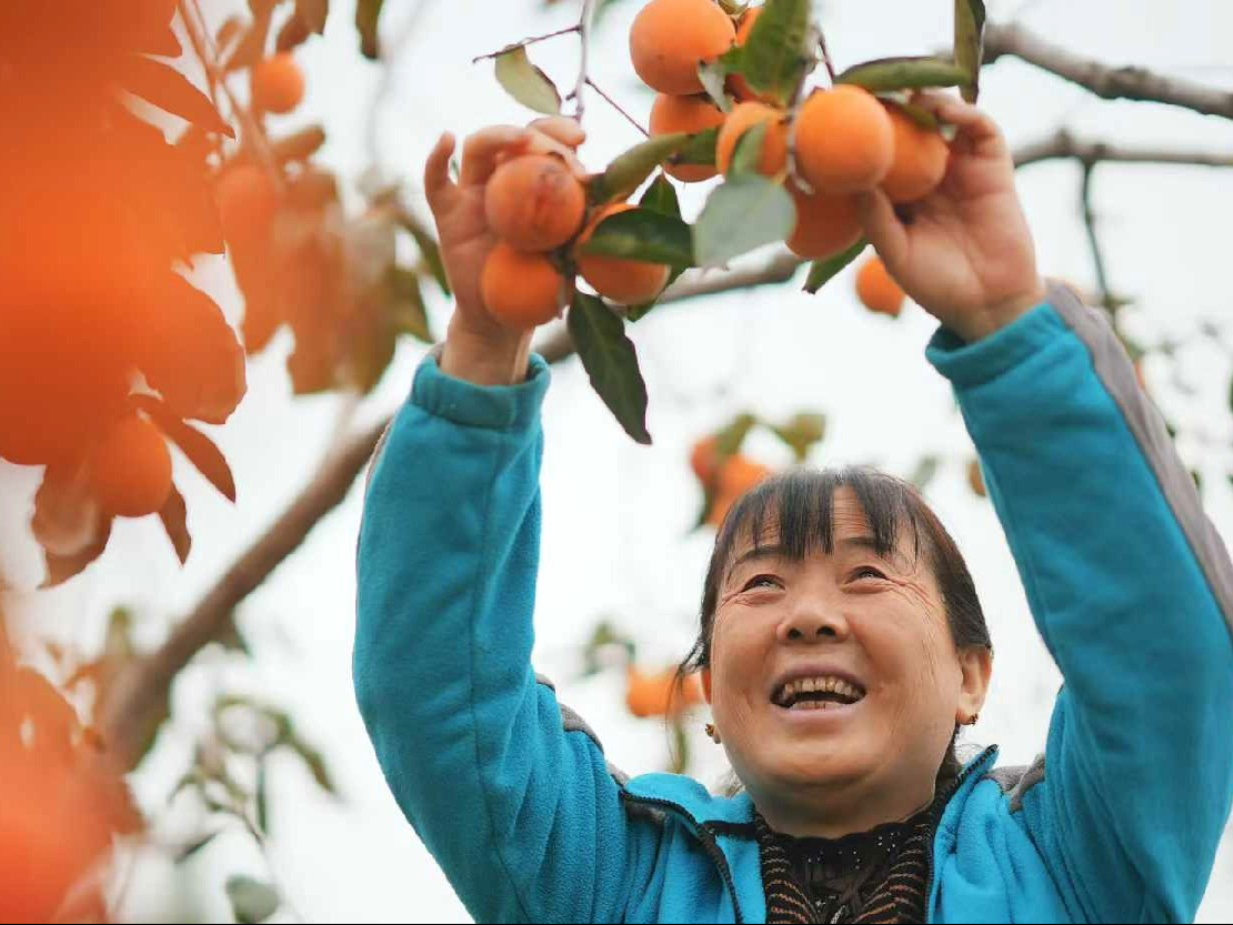 一枚柿子的“乡村变形记” 图1