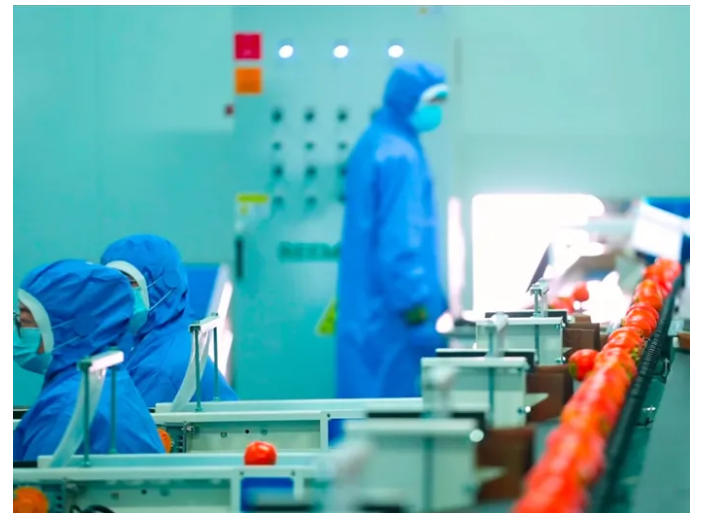 一枚柿子的“乡村变形记” 图5