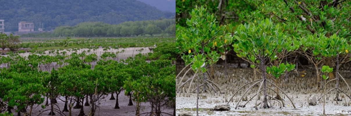 马爹利在中国启动红树林保护项目 图5