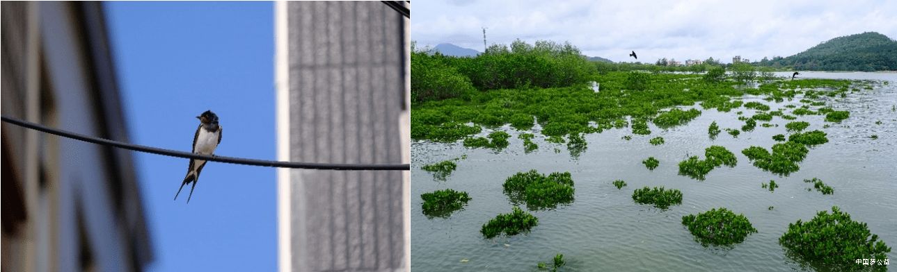 马爹利在中国启动红树林保护项目 图2